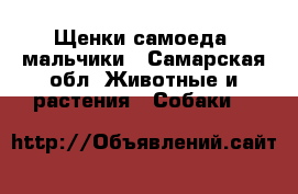 Щенки самоеда, мальчики - Самарская обл. Животные и растения » Собаки   